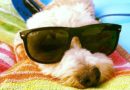Lolo, il cane che ti porta in vacanza!