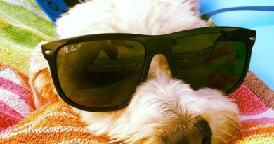 Lolo, il cane che ti porta in vacanza!