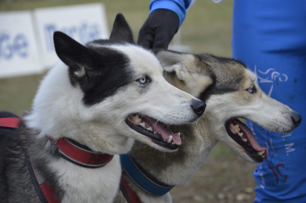 Due cani prima della partenza della categoria dog scooter
