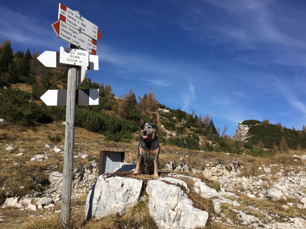 Dog trekking Monte Ortigara sentieri con il cane