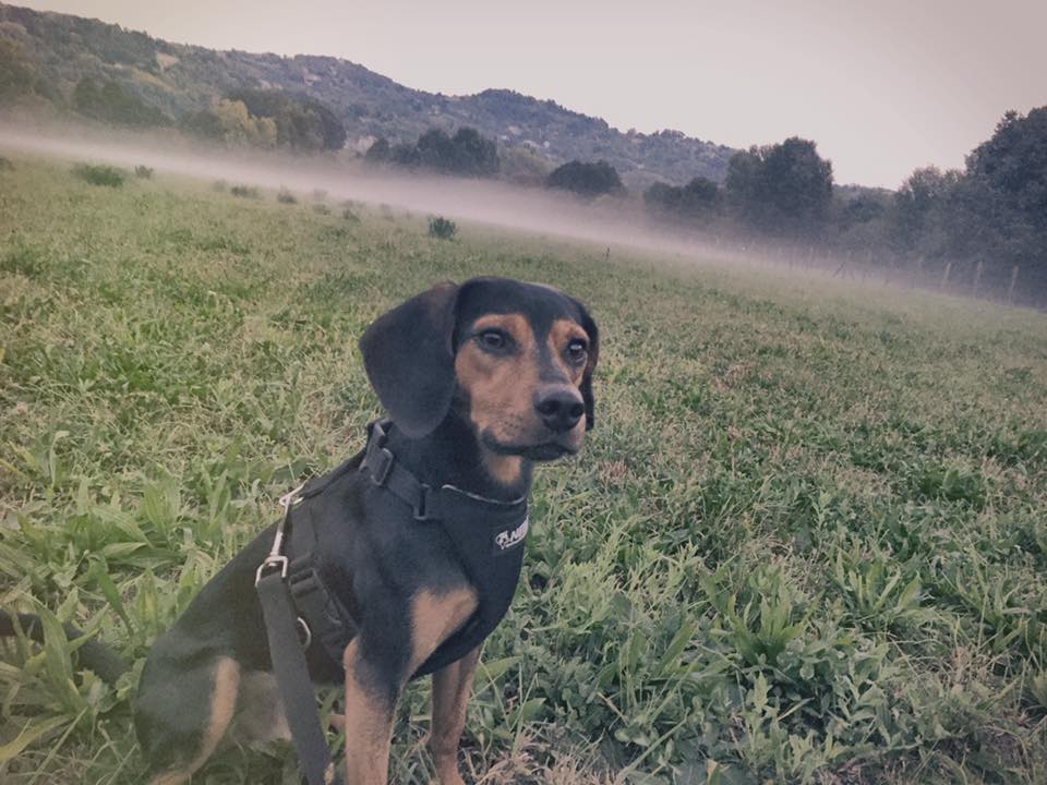 Poldo