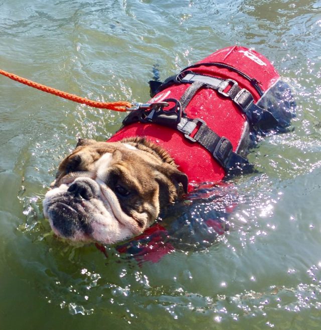 Cane in acqua primo approccio