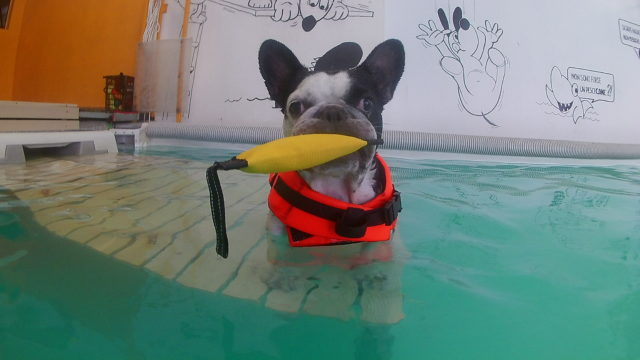 Cane che nuota sport acquatici