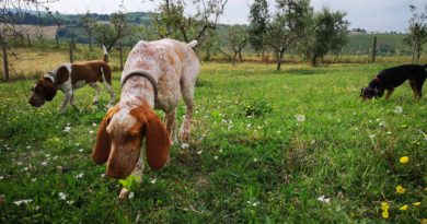 I bracchi bed & breakfast, 100 % Dog friendly a Rimini!