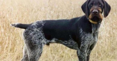 Uccidono il cane da caccia. Condannati veterinario e proprietario