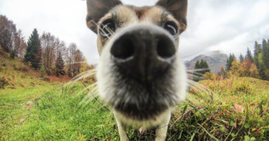 Un lavoro da duri: il cane da Tana