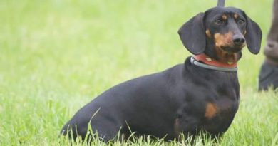 Il bassotto,quello strano cane basso, abile cacciatore spesso sottovalutato.