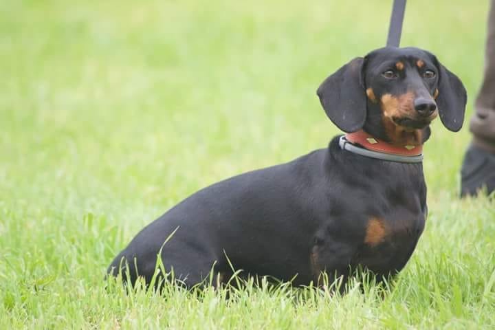 Il Bassottoquello Strano Cane Basso Abile Cacciatore Spesso