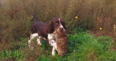 Il riporto: l’estrema generosità del cane da caccia