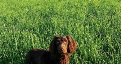 Help! Ho un cane da caccia e vivo in città