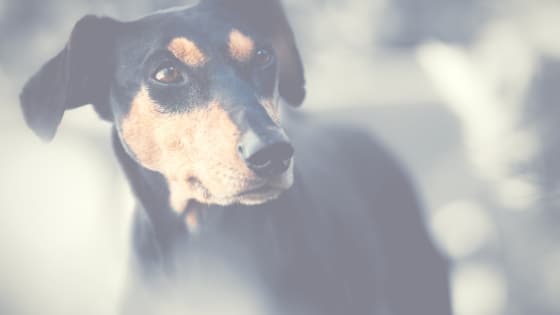 Video Dopo I Botti Di Capodanno Il Mio Cane Ha Paura Dogsportalit