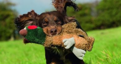 Cocker Spaniel, un eccellente cacciatore, sul divano!