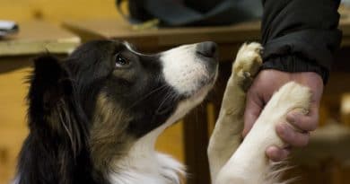 Brevetto o Idoneità per il cane impiegato in Pet Therapy
