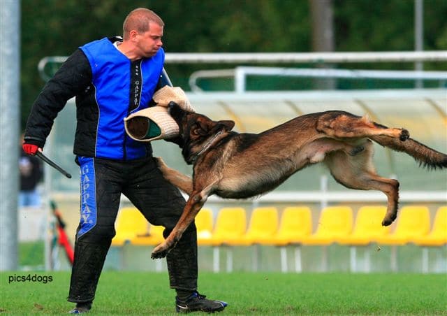 Sport cinofili e riflessioni