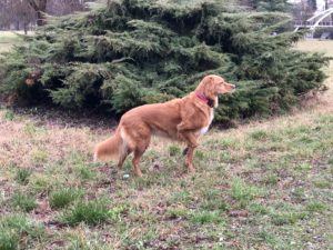 Cane sotto la pioggia al parco