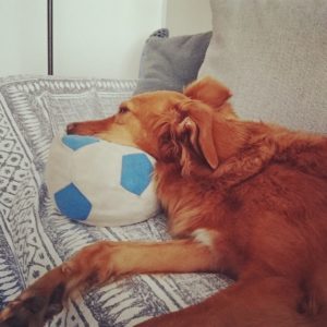 Cane felice dopo la passeggiata sotto la pioggia