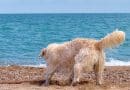 Il cane e l’acqua: il primo approccio è fondamentale (guida aggiornata 2026) Il cane e l’acqua: il primo approccio è fondamentale (guida aggiornata 2026)