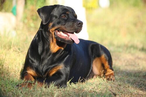 Rottweiller