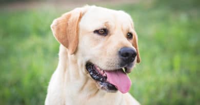 Allevamento del Re di Pietra: Labrador e passione cinofila