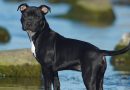 Staffordshire Bull Terrier: carattere, salute e consigli dell’esperto