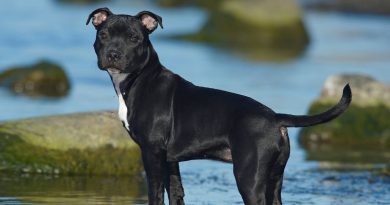 Staffordshire Bull Terrier: carattere, salute e consigli dell’esperto