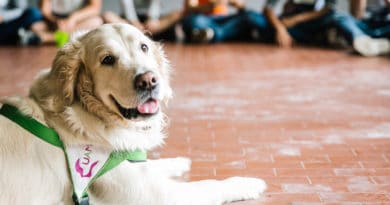 Le parole contano: perché negli Interventi Assistiti con gli Animali non “si utilizzano” gli animali