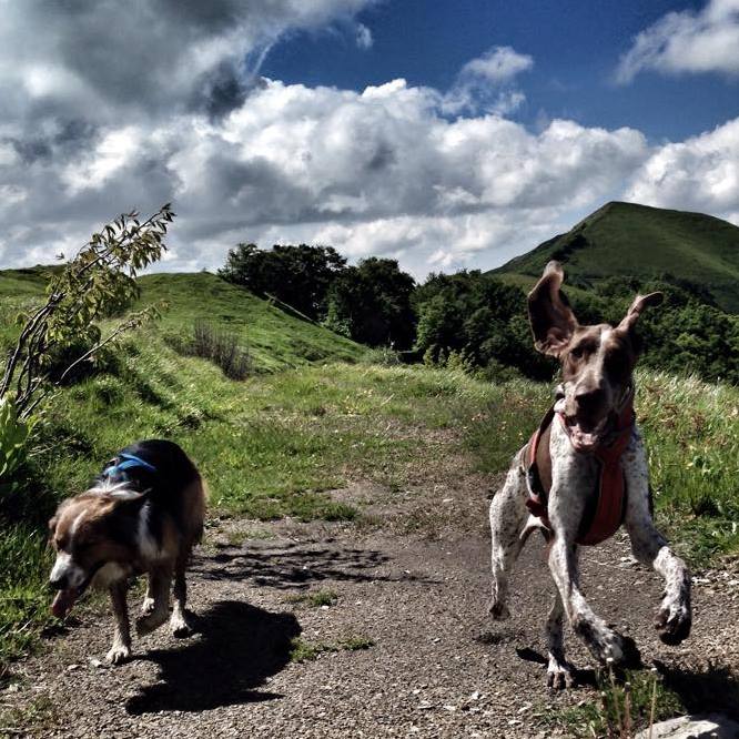 Estate e passeggiate con il cane: consigli