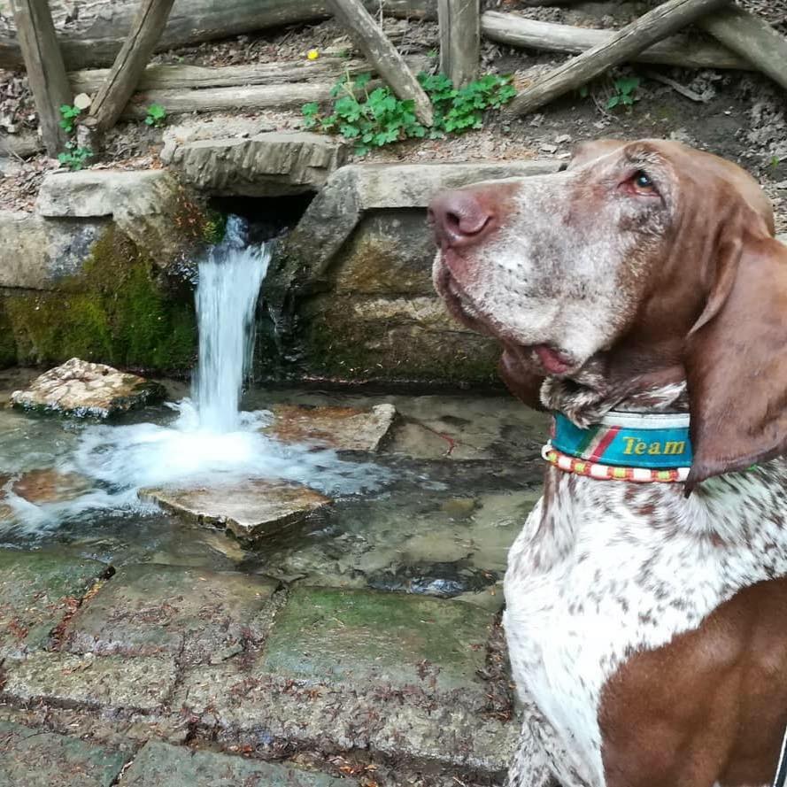 Estate e passeggiate con il cane: i consigli