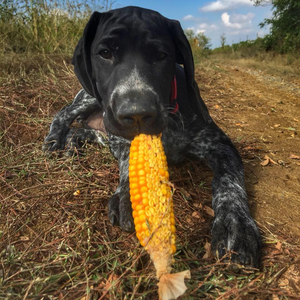 Estate e passeggiate con il cane