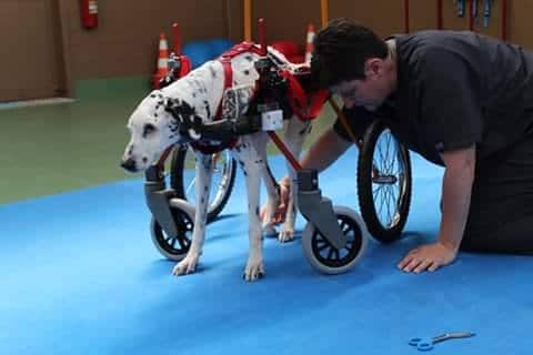 veterinario fisiatra