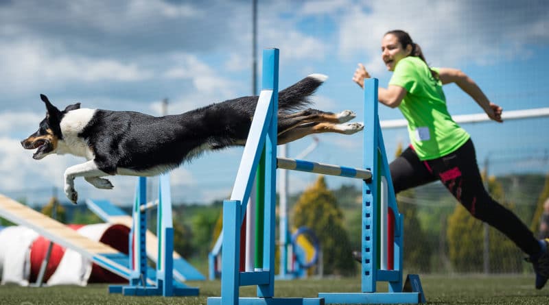 fotografare l'agility