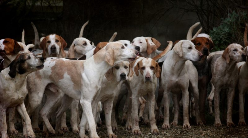 cani da caccia, adozioni