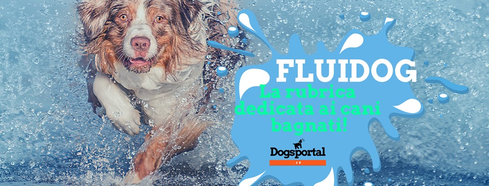 Fluidog