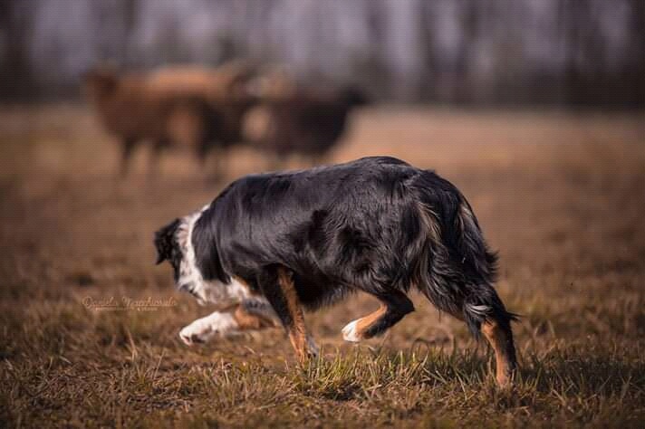 Sheepdog: intervista a Riccardo Borroni