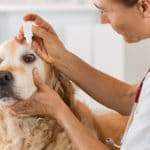 Veterinario