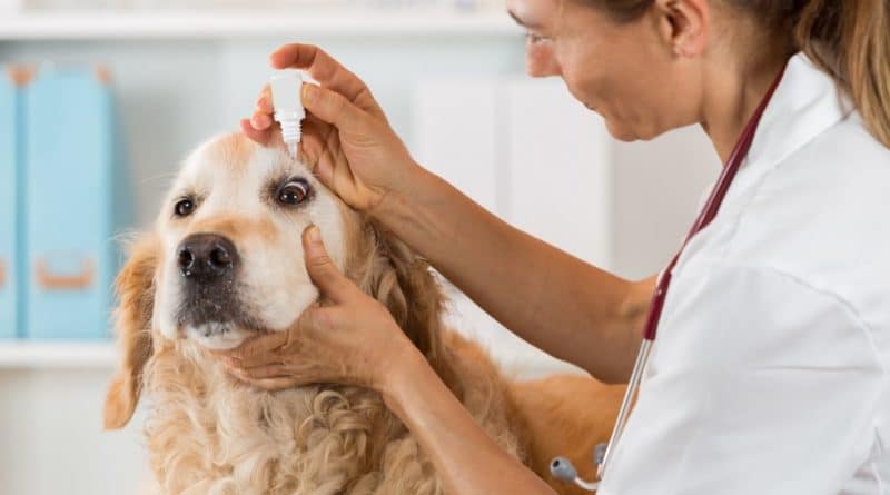 Veterinario
