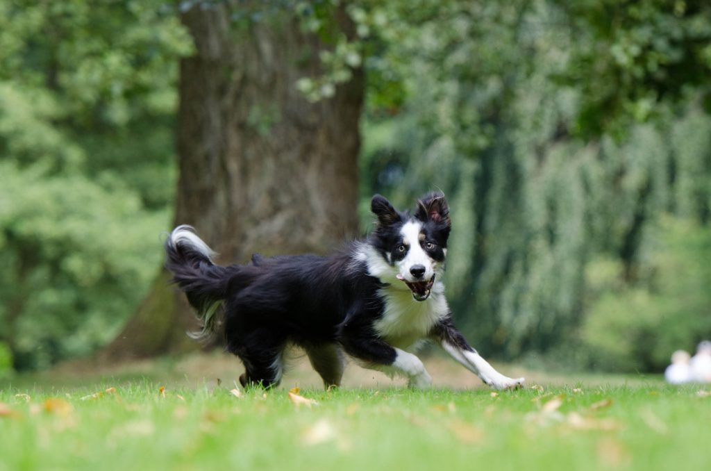 border collie in estate