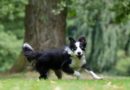 Il cane in estate mangia meno? Il parere del nutrizionista