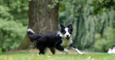 Il cane in estate mangia meno? Il parere del nutrizionista