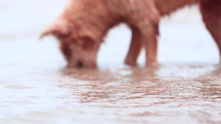 Ipersodiemia nel cane, comunemente descritto come avvelenamento da sodio. Cerchiamo di capire come evitarlo, osservando il nostro cane in acqua