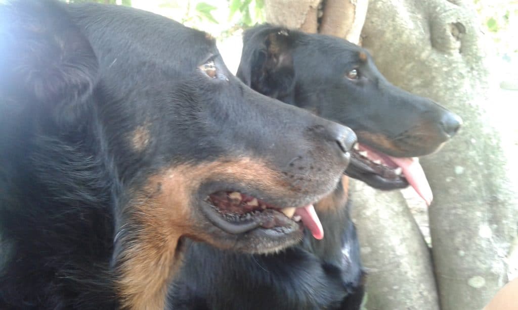Il cane regolatore