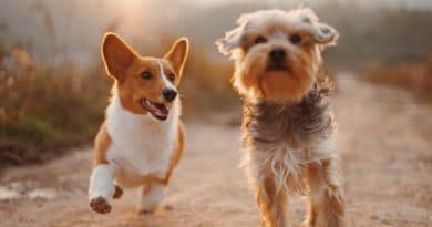 Giornata Mondiale del Cane: 26 agosto