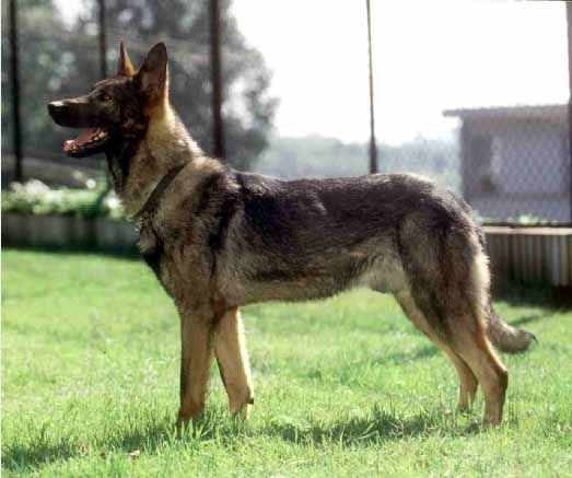 cani cinesi