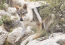 Cane Lupo Cecoslovacco: storia e informazioni sulla razza