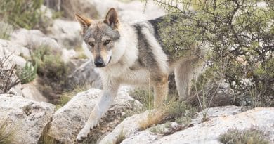 Cane Lupo Cecoslovacco: storia e informazioni sulla razza