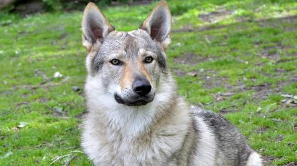 Cane Lupo Cecoslovacco Vita