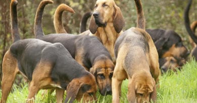 Bloodhound o Chien de Saint Ubert: un grande segugio