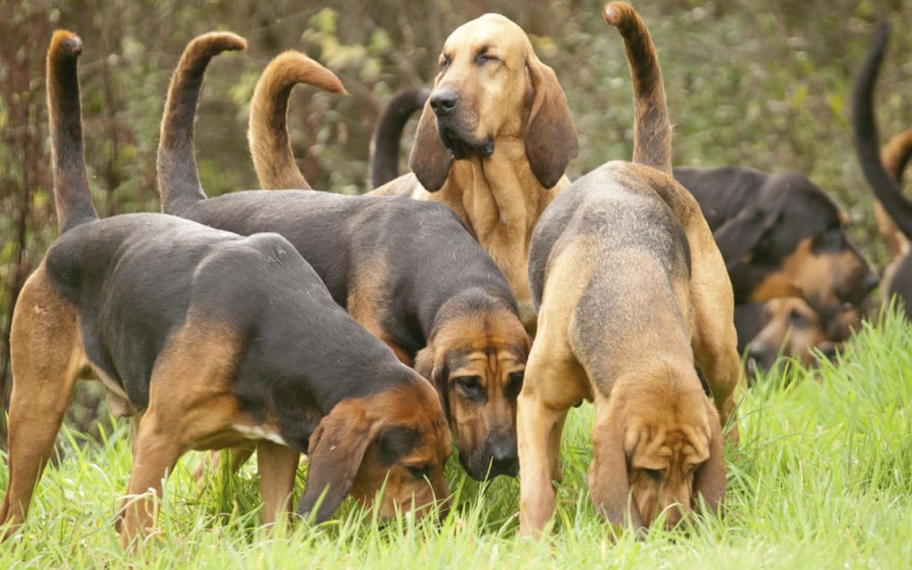 Bloodhound