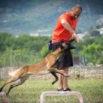 Il cane e il lavoro sul premio