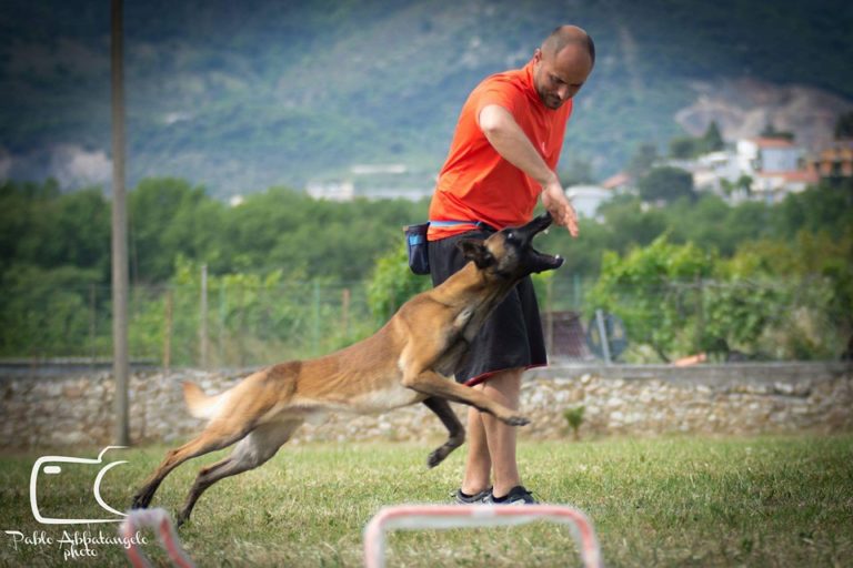 Il cane e il lavoro sul premio